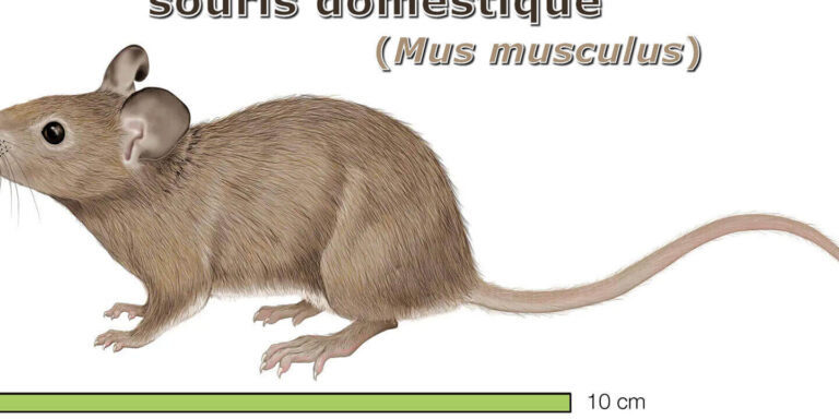 comparaison entre la mouse a pied blanc et la souris de cerf differences et caracteristiques