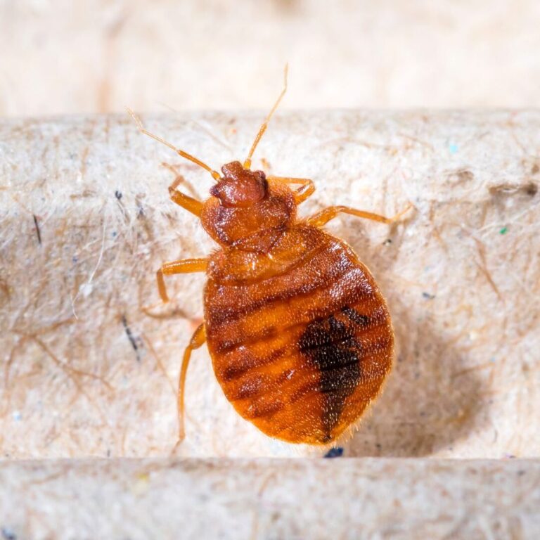 comparaison entre la salete aux puces et les excrements de punaises de lit