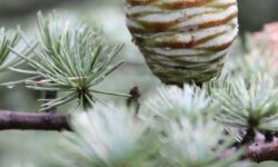 comparaison-entre-le-cypress-de-paillis-et-le-cedre-quel-est-le-meilleur-choix