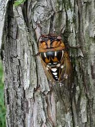 comparaison entre les katydids et les cicadas differences et similitudes