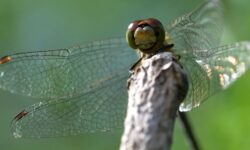 Comparaison entre les perce-oreilles et les termites : caractéristiques et différences comparaison-entre-les-perce-oreilles-et-les-termites-caracteristiques-et-differences