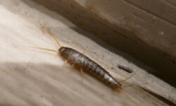 comparaison-entre-les-poissons-dargent-et-les-perce-oreilles-differences-et-prevention