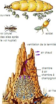 comparaison entre les termites et les cafards differences et similitudes