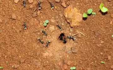 comparaison fourmis de charpentier vs fourmis de sucre
