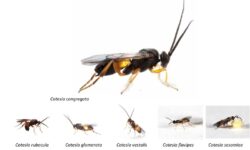 comparaison-les-vestes-jaunes-vs-les-guepes-qui-sont-les-plus-nuisibles