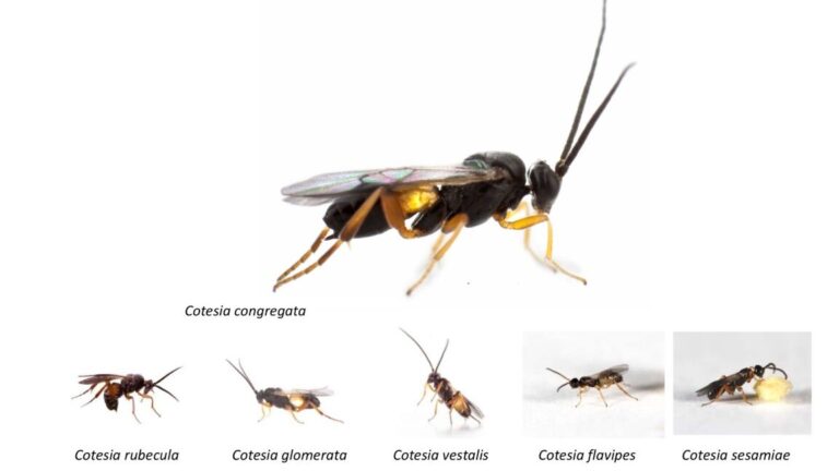 comparaison les vestes jaunes vs les guepes qui sont les plus nuisibles