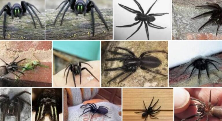 comparaison wolf spider vs grass spider quelles sont les differences