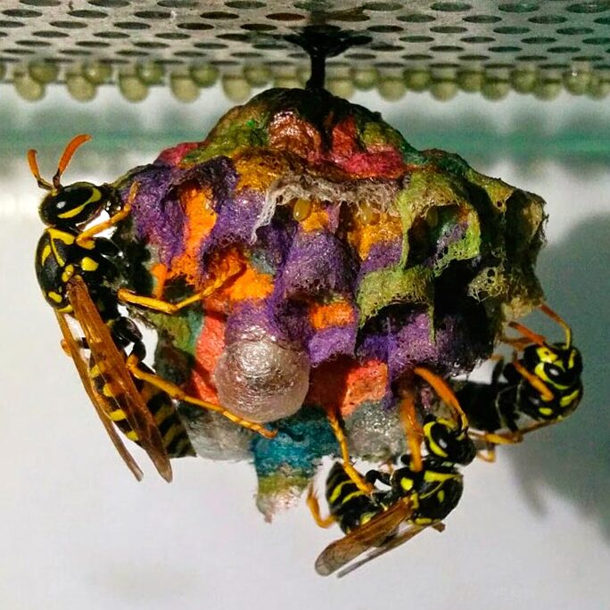 comportement-de-la-guepe-en-papier-decryptage-et-prevention