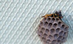 comportement-des-guepes-decouvrez-leurs-activites-essentielles