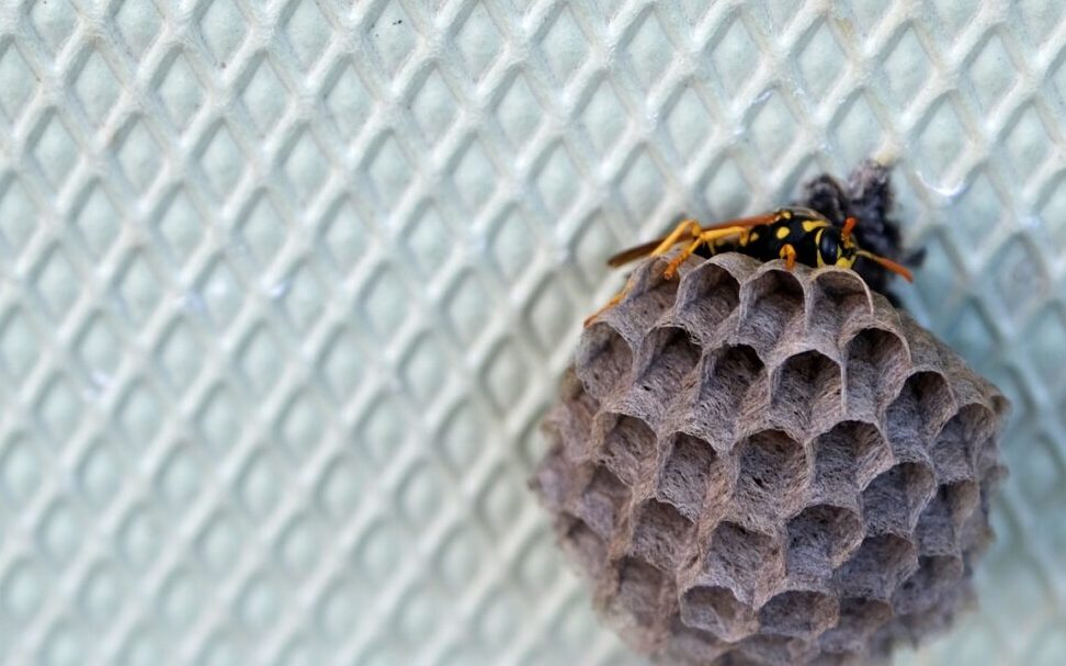 comportement des guepes decouvrez leurs activites essentielles