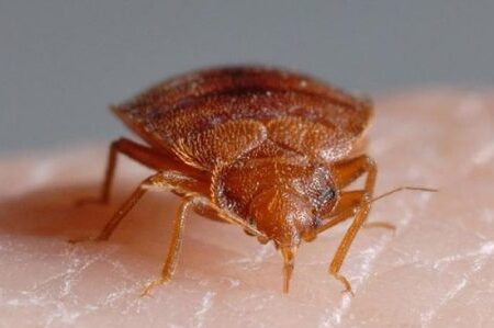comprendre et eliminer les araignees persistantes causes et solutions