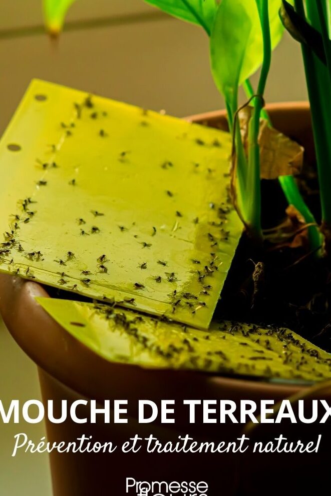 comprendre la signification des mouches dans la maison conseils et solutions