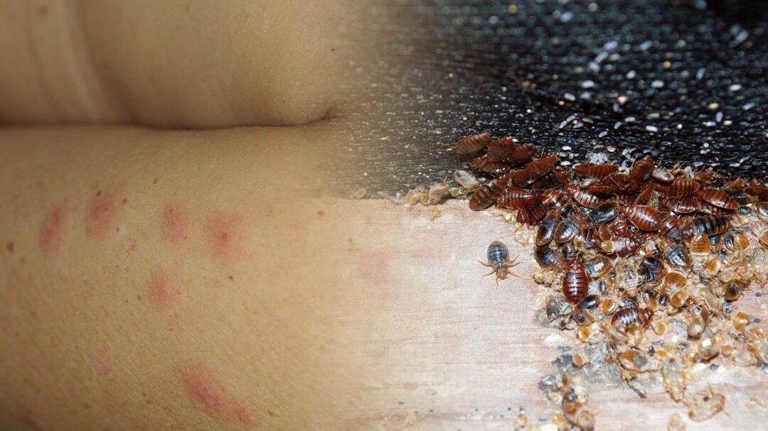 comprendre les causes des punaises de lit pour mieux les combattre