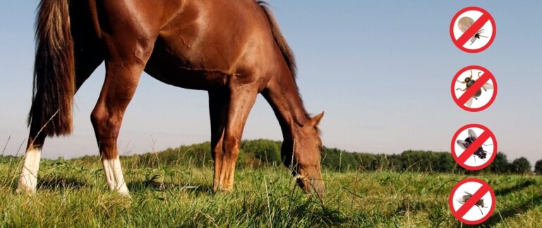 comprendre lexistence des mouches des chevaux explications et solutions