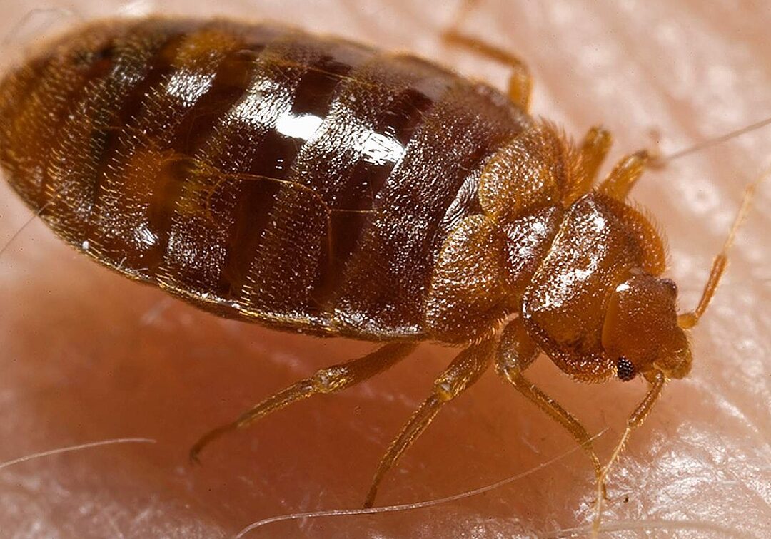 comprendre lodeur des punaises de lit lorsquon les tue explications et solutions
