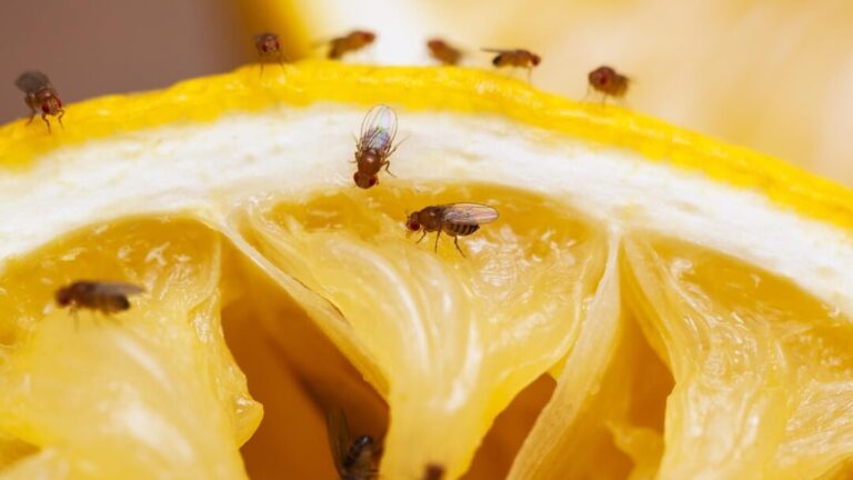 comprendre pourquoi les mouches restent piegees explication et astuces