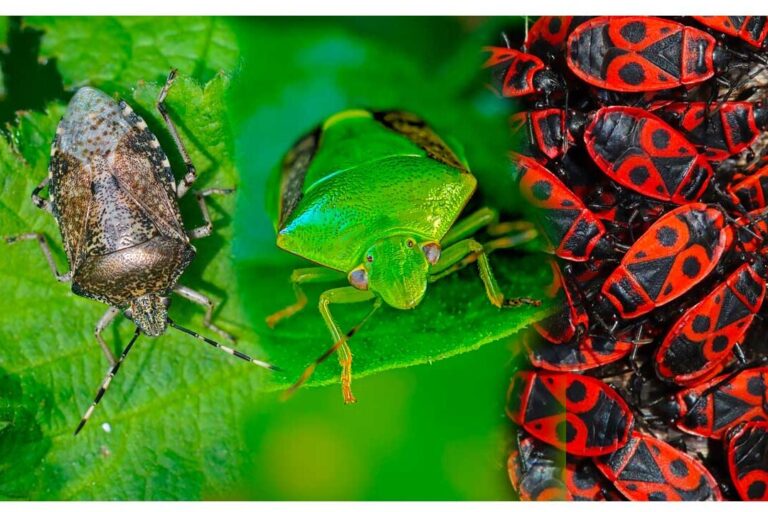 confusions possibles punaise de lit et autres insectes similaires