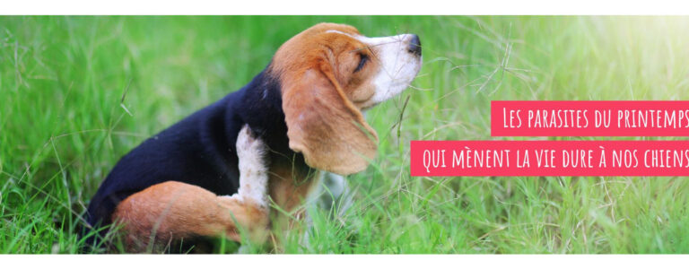 conseils efficaces pour lutter contre les infestations internes au printemps