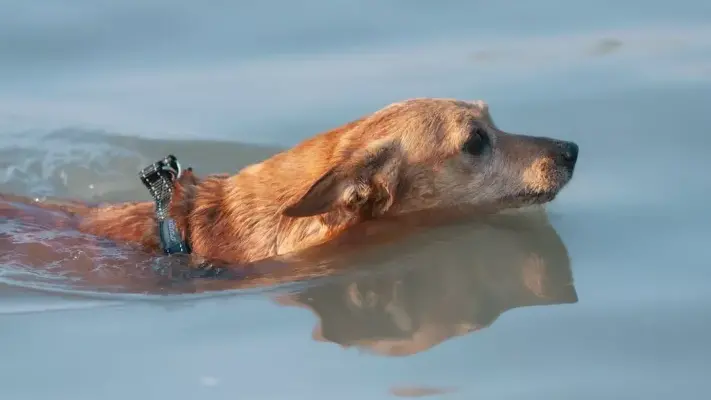 conseils efficaces pour proteger votre jardin des degats causes par votre chien