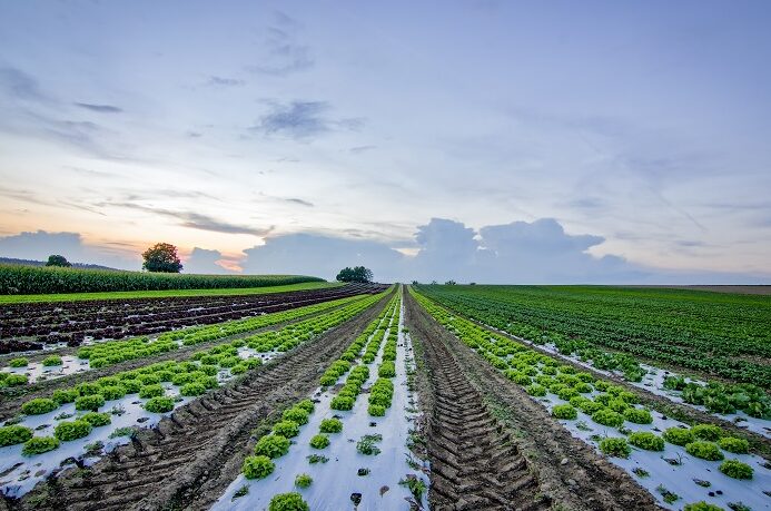 conseils essentiels pour prevenir les ravageurs dans lindustrie alimentaire