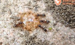 contamination-alimentaire-les-risques-lies-aux-fourmis