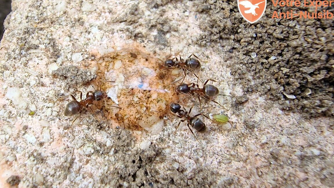 contamination alimentaire les risques lies aux fourmis