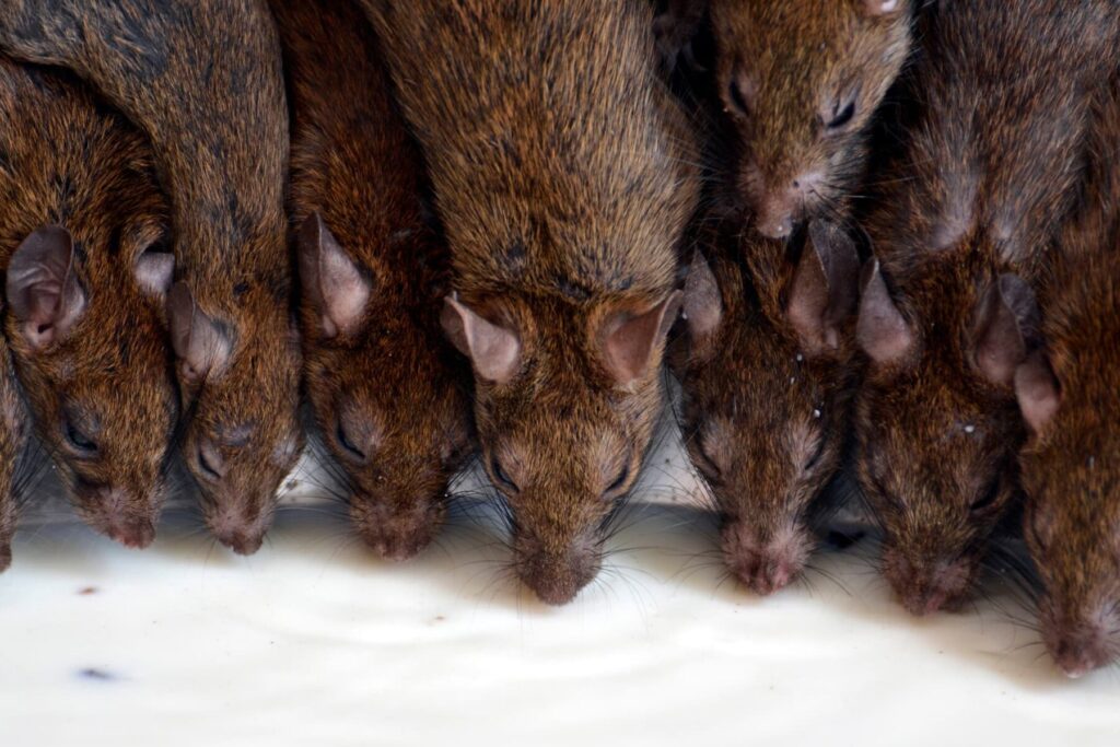 Contrat dératisation : services professionnels pour éliminer les nuisibles 1 contrat deratisation services professionnels pour eliminer les nuisibles