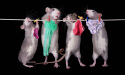 Contrôle commercial des rats: solutions efficaces pour éliminer les nuisibles rapidement controle-commercial-des-rats-solutions-efficaces-pour-eliminer-les-nuisibles-rapidement