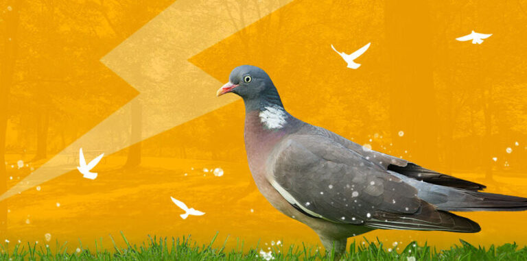 controle des oiseaux gestion efficace du troupeau pour prevenir les nuisances
