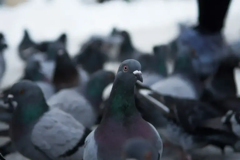 controle des oiseaux une necessite pour prevenir les nuisances