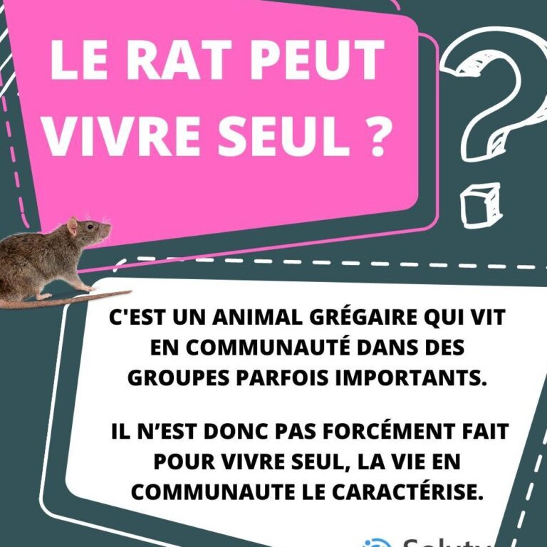 controle des rongeurs faites appel a notre specialiste de la lutte antiparasitaire