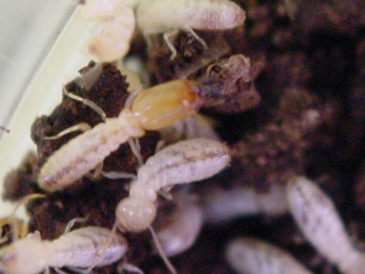 controle des termites et lutte antiparasitaire avec buzz termite