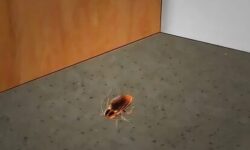 controle-des-tiques-methodes-naturelles-et-gratuites-pour-eliminer-les-insectes