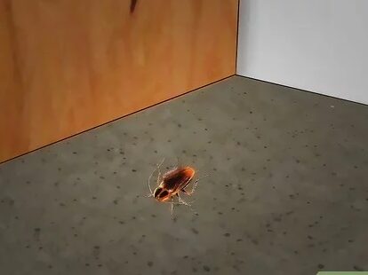 controle des tiques methodes naturelles et gratuites pour eliminer les insectes