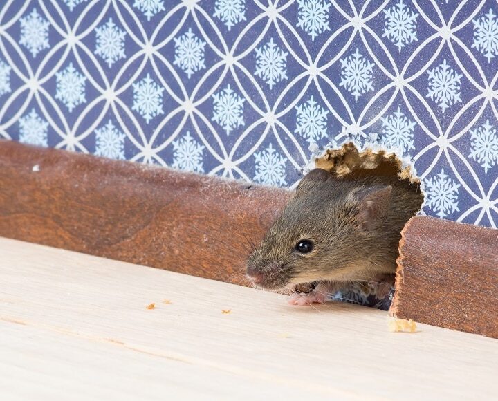 controle rongeurs methodes efficaces pour eliminer les nuisibles