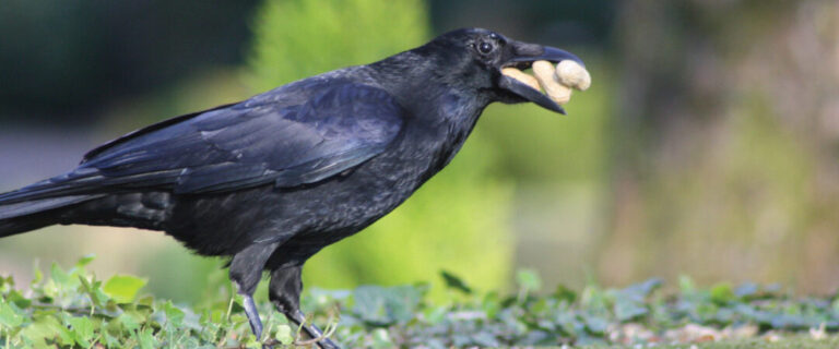 corbeaux predateurs mangent ils dautres oiseaux