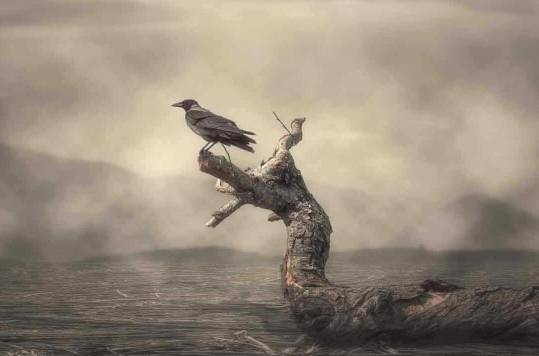 corne de corbeau decouverte signification et utilisations