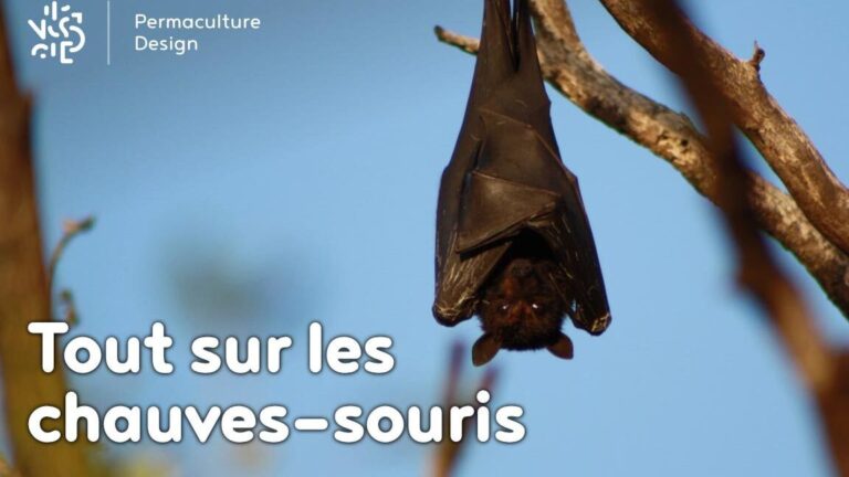 cri chauve souris comprendre et agir contre ce nuisible
