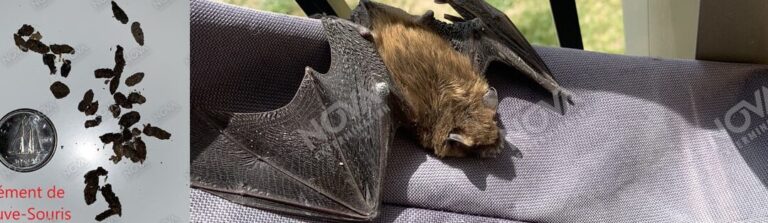 crotte de chauve souris dangers et solutions de lutte antiparasitaire
