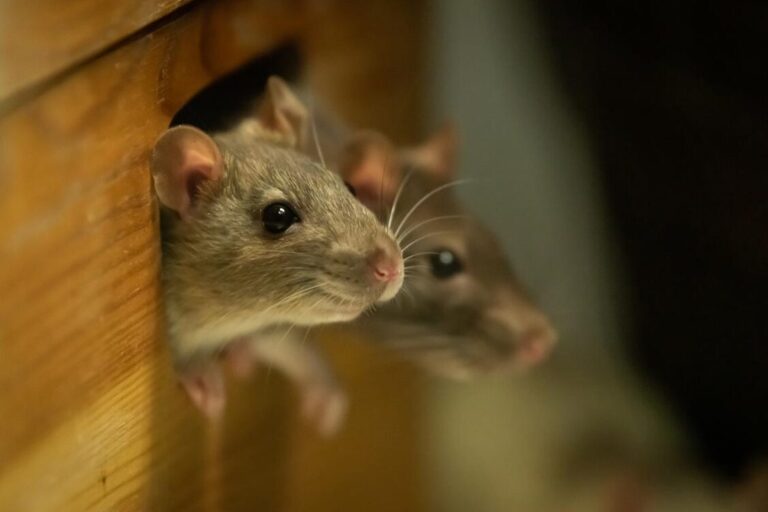 crotte de souris comment sen debarrasser efficacement