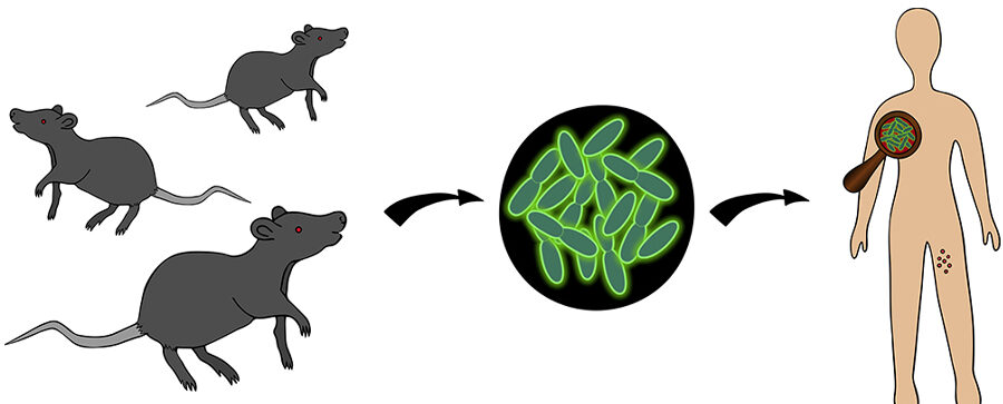 Crotte de souris sèche : Causes, risques et solutions 1 crotte de souris seche causes risques et solutions