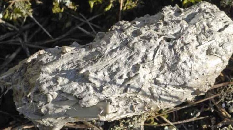 crottes de chouette effraie identification et solutions contre ces nuisibles