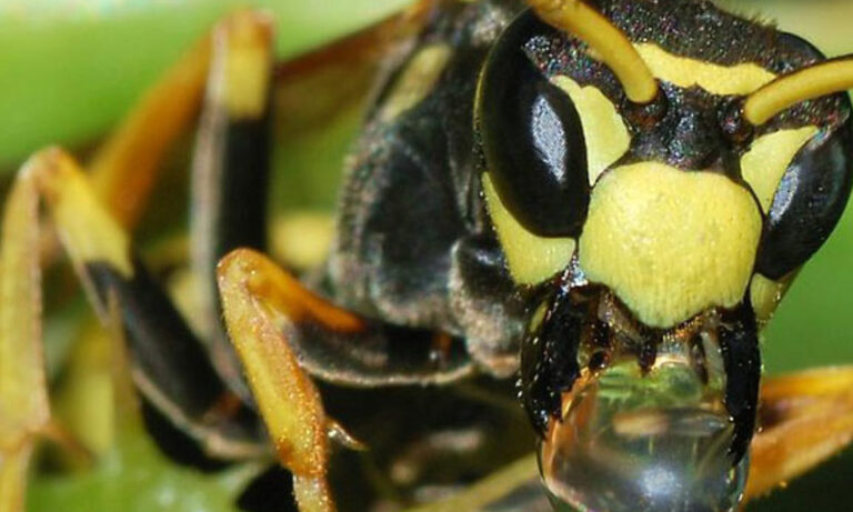 dangers des guepes comment se proteger efficacement