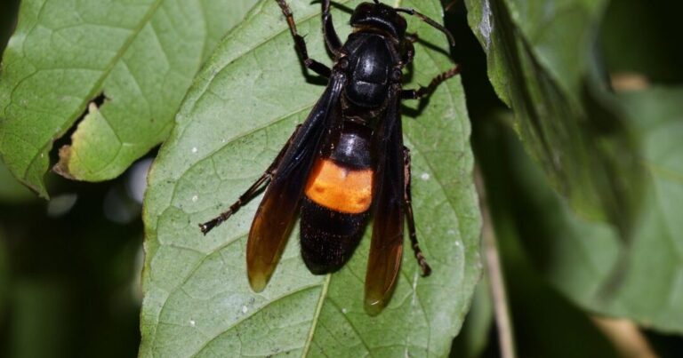 dangers des guepes noires conseils de prevention et de lutte