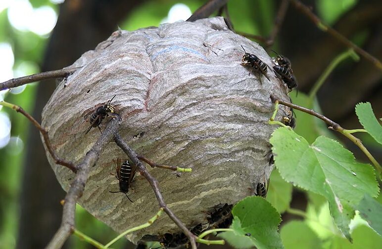 dangers des guepes polistes tout ce que vous devez savoir