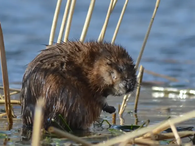 dangers potentiels des muskrats tout ce que vous devez savoir