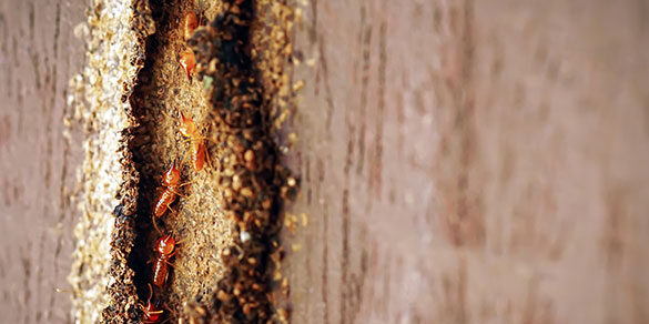 decouvrez a quoi ressemblent les trous de termites un guide visuel complet