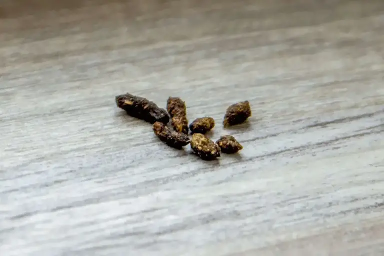 decouvrez comment se debarrasser des crottes decureuil roux efficacement