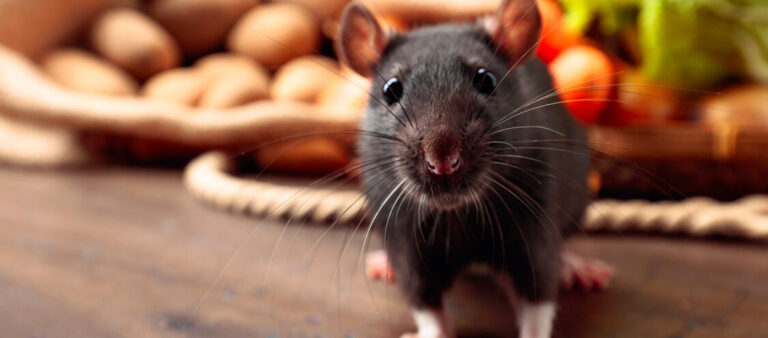 decouvrez comment se debarrasser efficacement des crottes de musaraigne