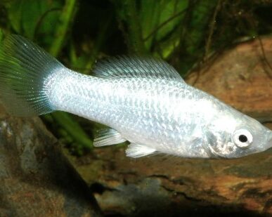 decouvrez la duree de vie dun poisson argente tout ce que vous devez savoir